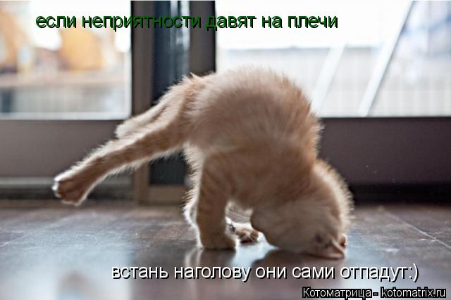 Котоматрица: если неприятности давят на плечи встань наголову они сами отпадут:)
