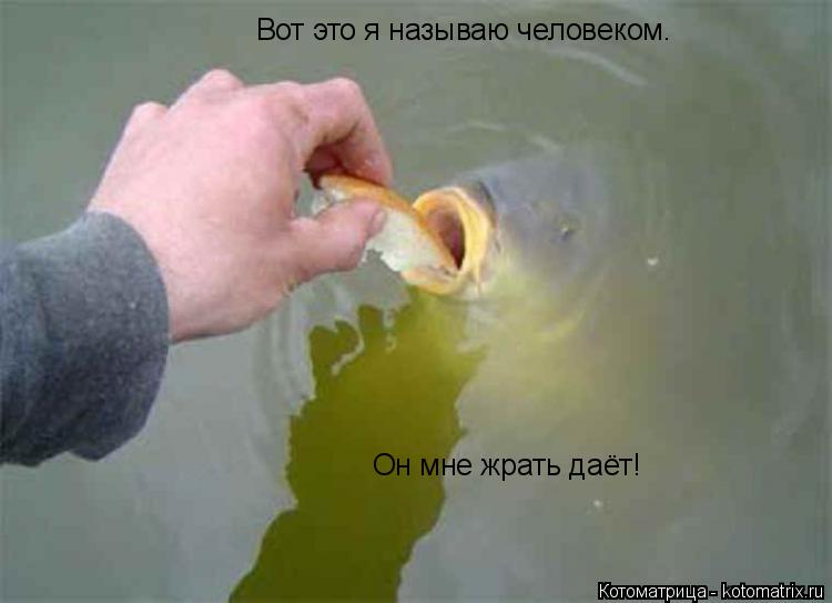 Вот это я называю человеком. Он мне жрать даёт!... Котоматрица: Вот это я называю человеком. Он мне жрать даёт!
