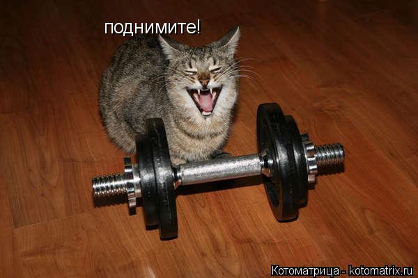 Котоматрица: поднимите!