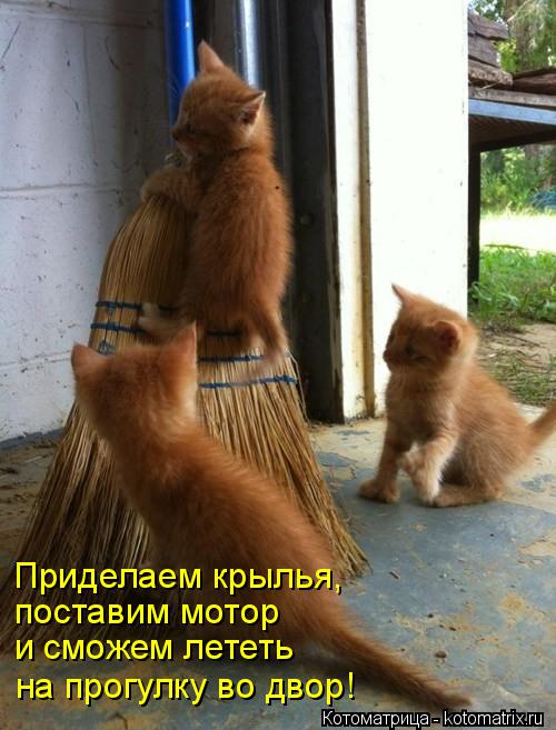 Приделаем крылья, поставим мотор и сможем лететь на прогулку во двор!... Котоматрица: Приделаем крылья, поставим мотор и сможем лететь на прогулку во двор!