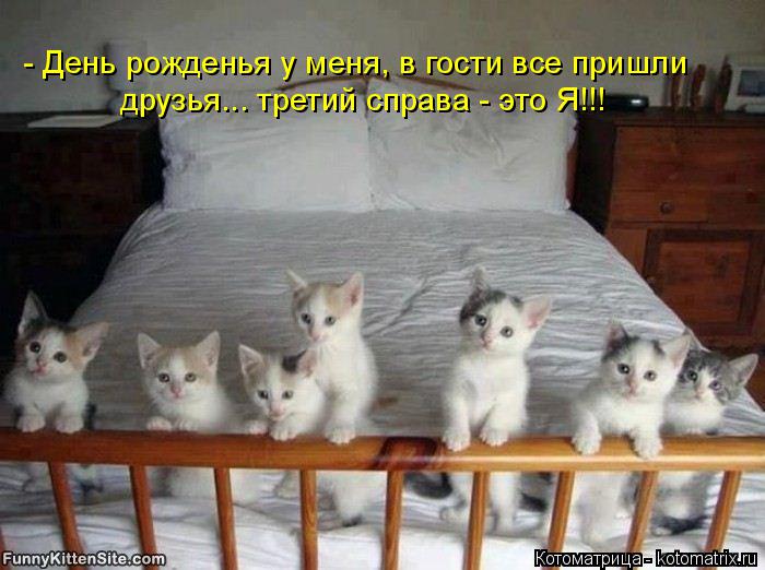 Котоматрица: - День рожденья у меня, в гости все пришли друзья... третий справа - это Я!!!