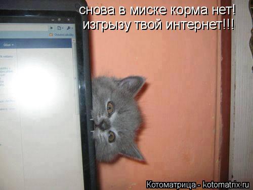 снова в миске корма нет! изгрызу твой интернет!!!... Котоматрица: снова в миске корма нет! изгрызу твой интернет!!!
