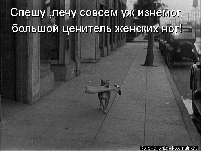Котоматрица: Спешу ,лечу совсем уж изнемог, большой ценитель женских ног!