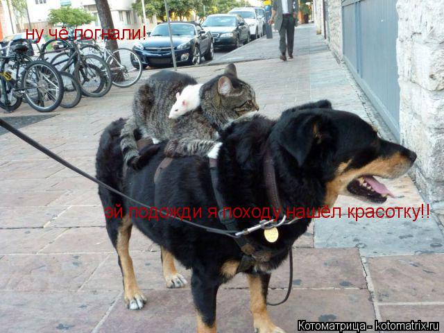 ну чё погнали! эй подожди я походу нашёл красотку!!... Котоматрица: ну чё погнали! эй подожди я походу нашёл красотку!!