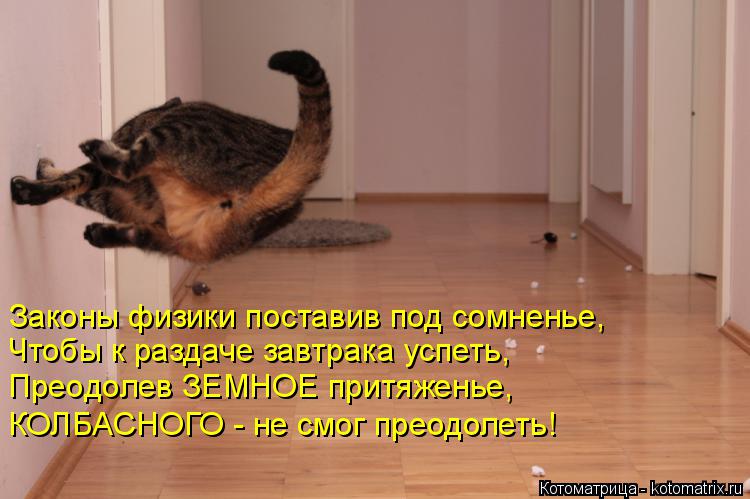 Котоматрица: Законы физики поставив под сомненье, Чтобы к раздаче завтрака успеть, Преодолев ЗЕМНОЕ притяженье, КОЛБАСНОГО - не смог преодолеть!