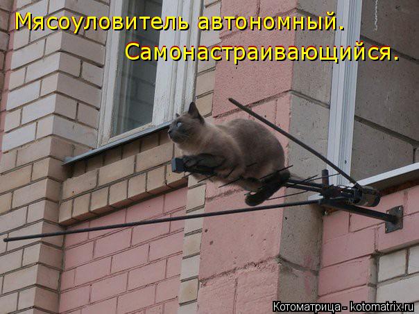 Мясоуловитель автономный. Мясоуловитель автономный. Самонастраивающийся. Самонастраивающийся.... Котоматрица: Мясоуловитель автономный. Мясоуловитель автономный. Самонастраивающийся. Самонастраивающийся.