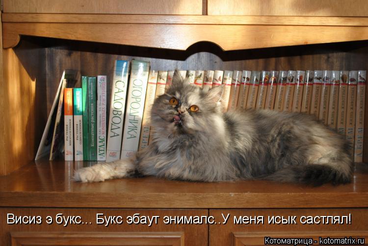 Котоматрица: Висиз э букс... Букс эбаут энималс..У меня исык састлял!