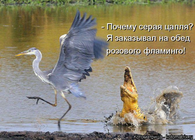 Котоматрица: - Почему серая цапля? Я заказывал на обед розового фламинго!