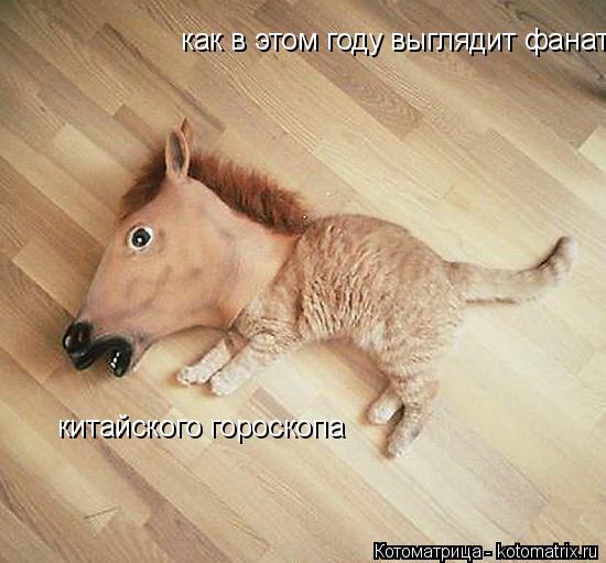 Котоматрица: как в этом году выглядит фанат китайского гороскопа китайского гороскопа