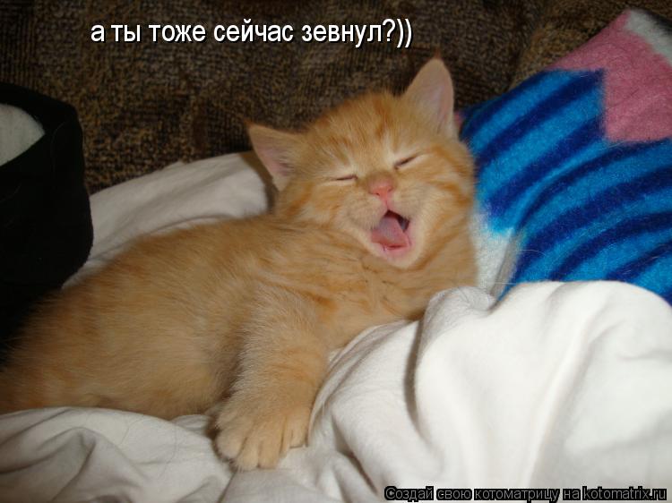 Котоматрица: а ты тоже сейчас зевнул?))