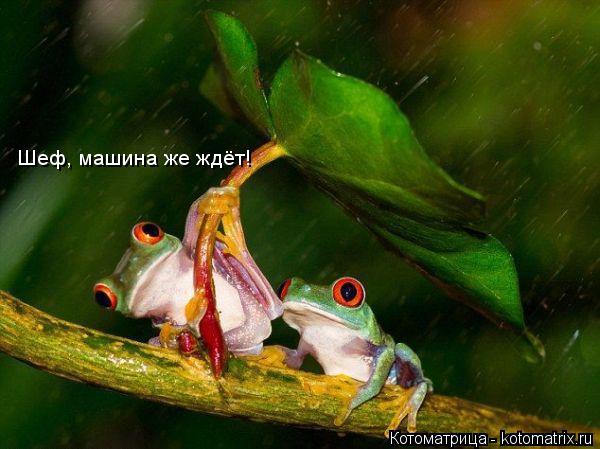 Котоматрица: Шеф, машина же ждёт!