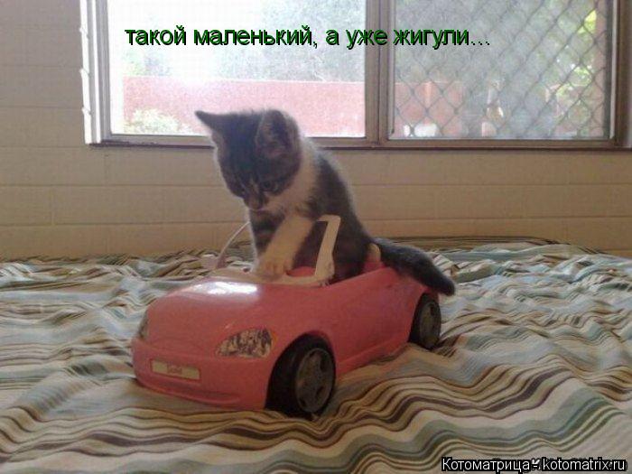Котоматрица: такой маленький, а уже жигули…