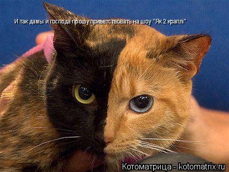 И так дамы и господа прошу приветствовать на шоу "Як 2 краплі"... Котоматрица: И так дамы и господа прошу приветствовать на шоу "Як 2 краплі"