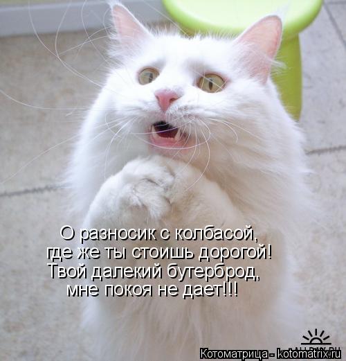 Котоматрица: О разносик с колбасой, где же ты стоишь дорогой! Твой далекий бутерброд, мне покоя не дает!!!