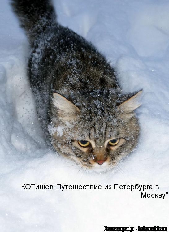 Котоматрица: Москву" КОТищев"Путешествие из Петербурга в