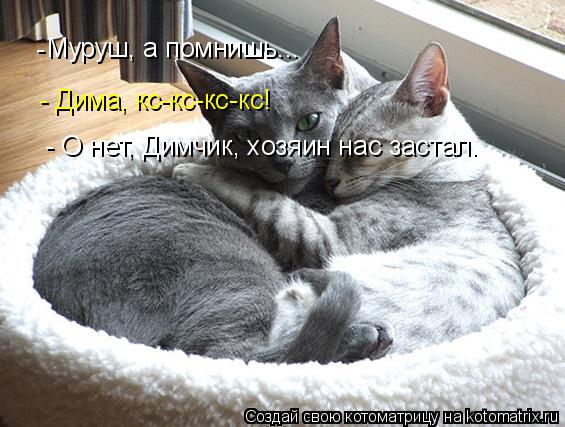 Котоматрица: Муруш, а помнишь... - Дима, кс-кс-кс-кс! -  - О нет, Димчик, хозяин нас застал.