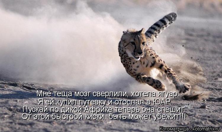 Котоматрица: Мне теща мозг сверлили, хотела ягуар. Я ей купил путевку и отослал в ЮАР. Пускай по дикой Африке теперь она спешит. От этой быстрой киски, быт