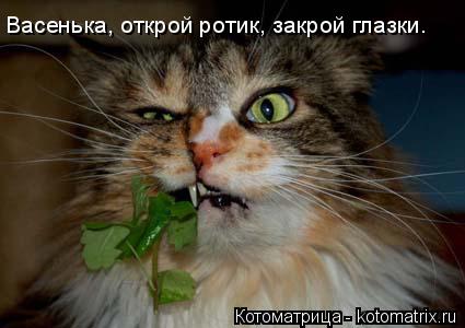 Котоматрица: Васенька, открой ротик, закрой глазки.