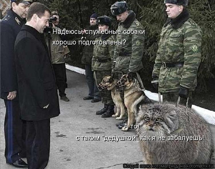 Котоматрица: - Надеюсь, служебные собаки  хорошо подготовлены? - А то! с таким "дедушкой" как я не забалуешь!