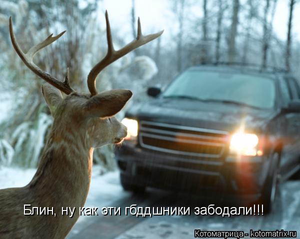 Котоматрица: Блин, ну как эти гбддшники забодали!!!