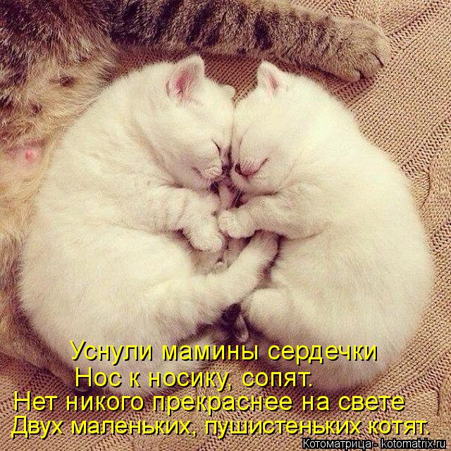 Котоматрица: Уснули мамины сердечки Нос к носику, сопят. Двух маленьких, пушистеньких котят. Нет никого прекраснее на свете