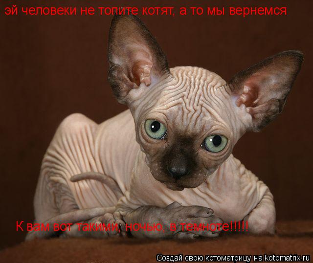 эй человеки не топите котят, а то мы вернемся К вам вот такими, ночью, в темноте!!!!!... Котоматрица: эй человеки не топите котят, а то мы вернемся К вам вот такими, ночью, в темноте!!!!!