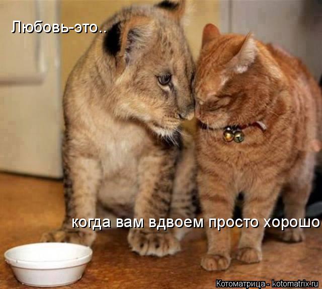 Котоматрица: Любовь-это..  когда вам вдвоем просто хорошо