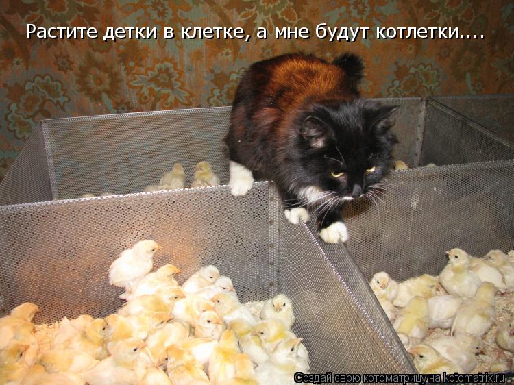 Котоматрица: Растите детки в клетке, а мне будут котлетки....