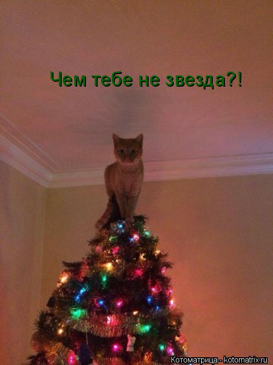 Чем тебе не звезда?!... Котоматрица: Чем тебе не звезда?!