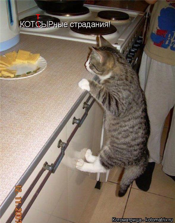 Котоматрица: КОТСЫРные страдания! \ т