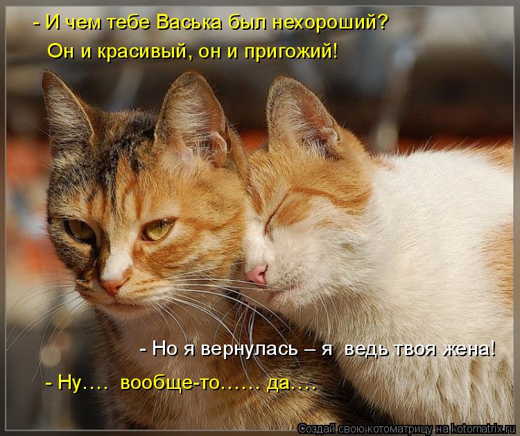 Котоматрица: - И чем тебе Васька был нехороший?  Он и красивый, он и пригожий! - Ну….  вообще-то…… да…. - Но я вернулась – я  ведь твоя жена!