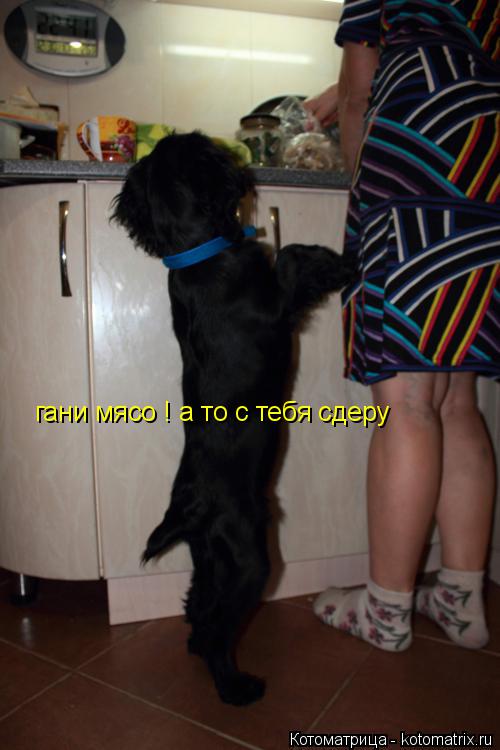 гани мясо ! а то с тебя сдеру... Котоматрица: гани мясо ! а то с тебя сдеру