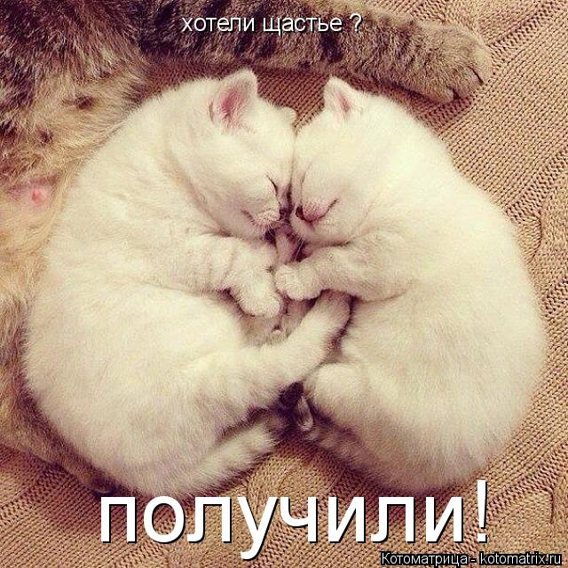 Котоматрица: хотели щастье ? получили!