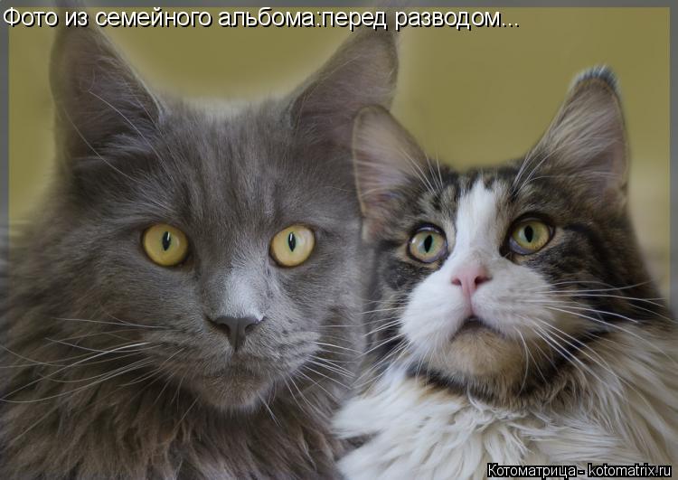 Котоматрица: Фото из семейного альбома:перед разводом...
