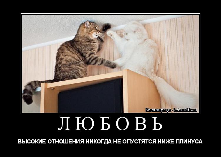 ЛЮБОВЬ ВЫСОКИЕ ОТНОШЕНИЯ НИКОГДА НЕ ОПУСТЯТСЯ НИЖЕ ПЛИНУСА... Котоматрица: ЛЮБОВЬ ВЫСОКИЕ ОТНОШЕНИЯ НИКОГДА НЕ ОПУСТЯТСЯ НИЖЕ ПЛИНУСА