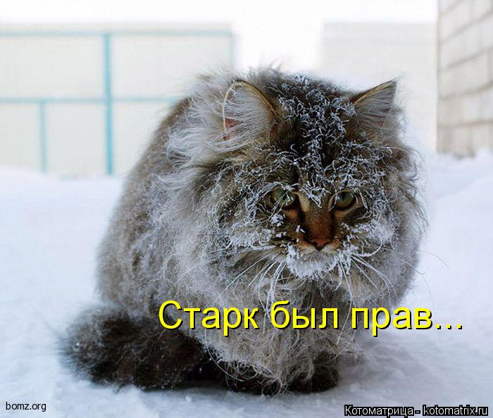 Котоматрица: Старк был прав...