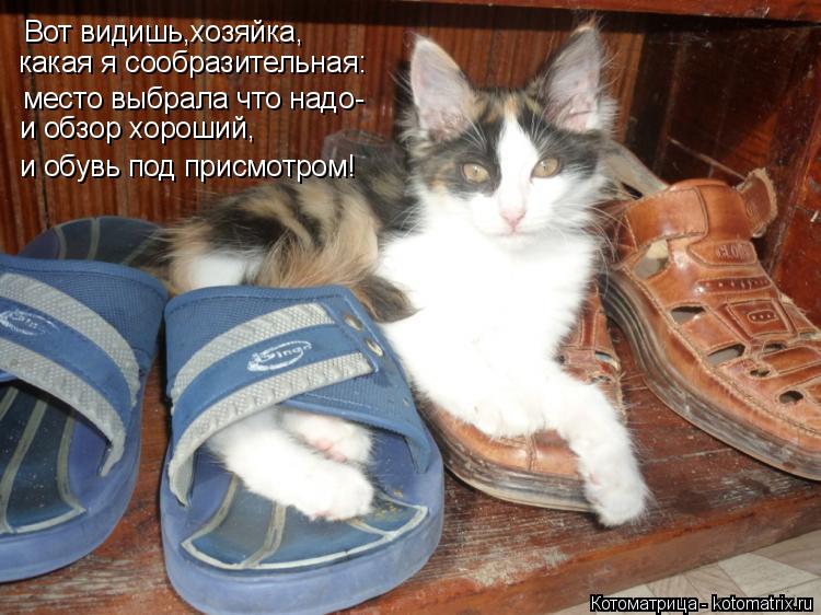 Вот видишь,хозяйка, место выбрала что надо- какая я сообразительная: и обзор хороший, и обувь под п... Котоматрица: Вот видишь,хозяйка, место выбрала что надо- какая я сообразительная: и обзор хороший, и обувь под присмотром!