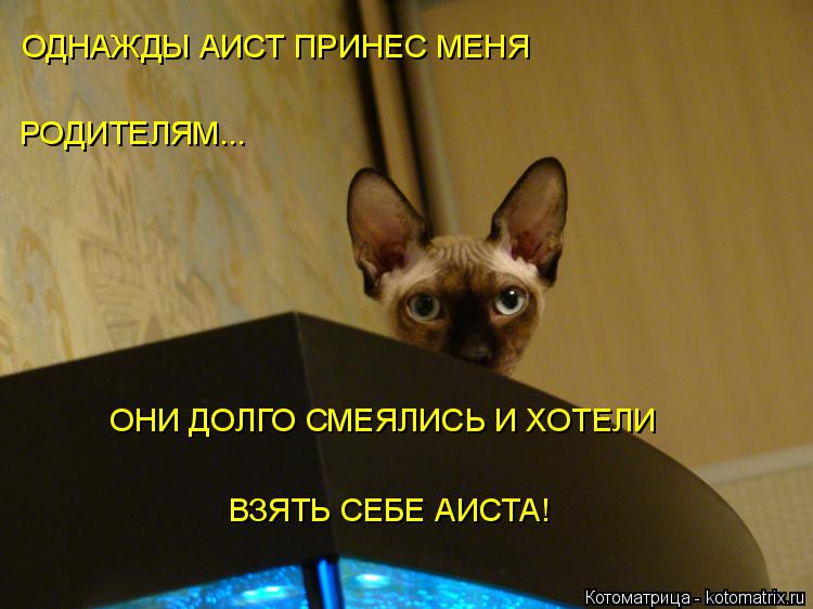 Котоматрица: ОДНАЖДЫ АИСТ ПРИНЕС МЕНЯ РОДИТЕЛЯМ... ОНИ ДОЛГО СМЕЯЛИСЬ И ХОТЕЛИ ВЗЯТЬ СЕБЕ АИСТА!