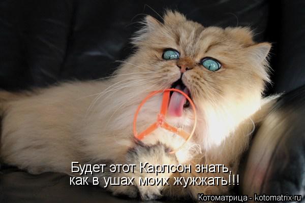 Будет этот Карлсон знать, как в ушах моих жужжать!!!... Котоматрица: Будет этот Карлсон знать, как в ушах моих жужжать!!!
