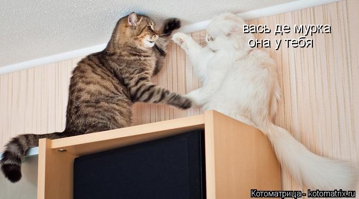 вась де мурка она у тебя... Котоматрица: вась де мурка она у тебя