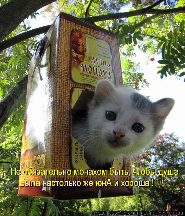 Котоматрица: Не обязательно монахом быть, чтобы душа Была настолько же юнА и хороша !