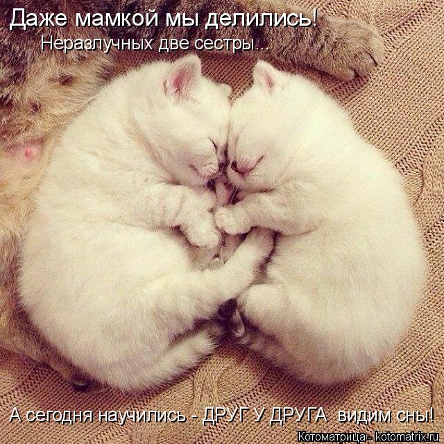 Котоматрица: Неразлучных две сестры... А сегодня научились - ДРУГ У ДРУГА  видим сны! Даже мамкой мы делились!