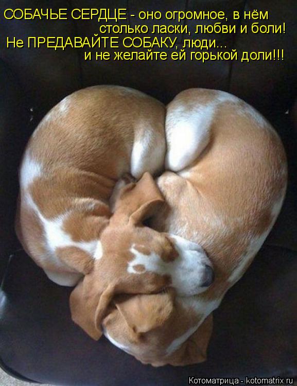 Котоматрица: СОБАЧЬЕ СЕРДЦЕ - оно огромное, в нём столько ласки, любви и боли! Не ПРЕДАВАЙТЕ СОБАКУ, люди... и не желайте ей горькой доли!!!