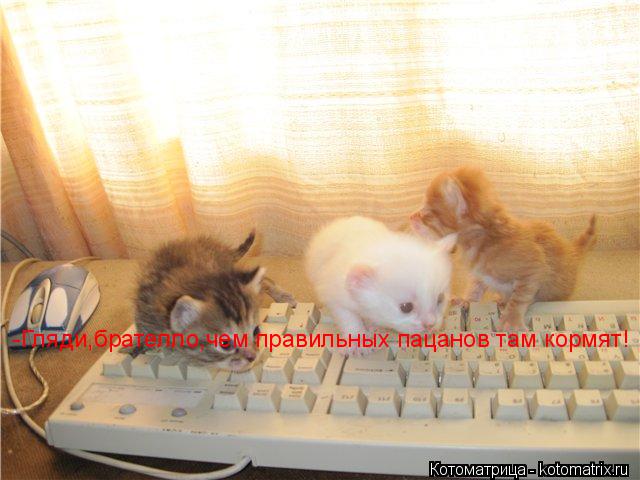 Котоматрица: -Гляди,брателло,чем правильных пацанов там кормят!