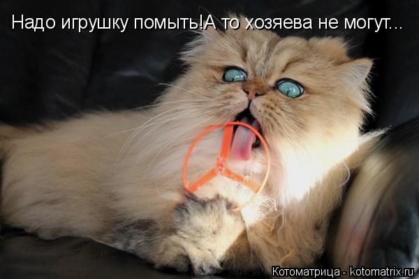 Котоматрица: Надо игрушку помыть!А то хозяева не могут...