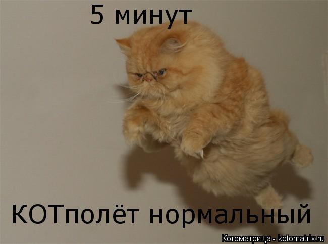 5 минут КОТполёт нормальный... Котоматрица: 5 минут КОТполёт нормальный