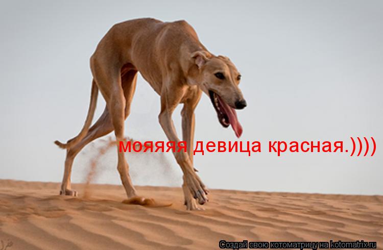 мояяяя девица красная.))))... Котоматрица: мояяяя девица красная.))))