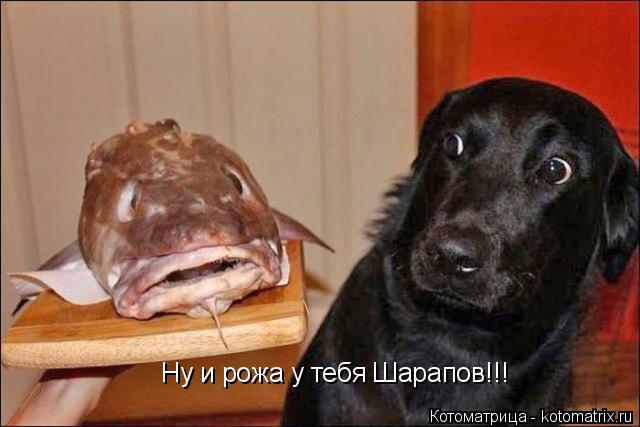 Котоматрица: Ну и рожа у тебя Шарапов!!!