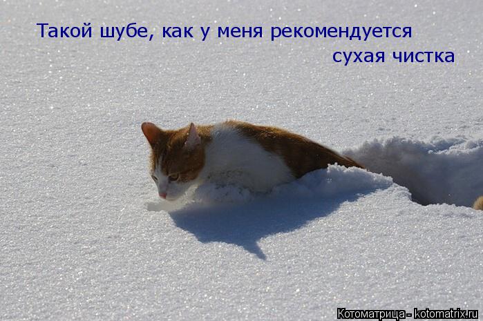Котоматрица: Такой шубе, как у меня рекомендуется сухая чистка