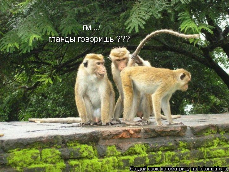 гм.... гланды говоришь ???... Котоматрица: гм.... гланды говоришь ???